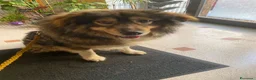 Pastore dei Carpazi cani in regalo: Max, gigante buono - Annuncio 8