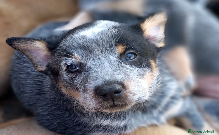 Australian Cattledog cani - Annuncio 1