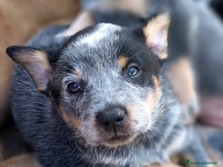 Australian Cattledog cani Cuccioli di Australian Cattle Dog - Annuncio 6
