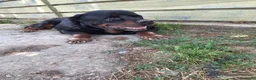 Rottweiler cani in regalo: ADOZ.DEL💔:box75:magnifico, una montagna di dolcez - Annuncio 3