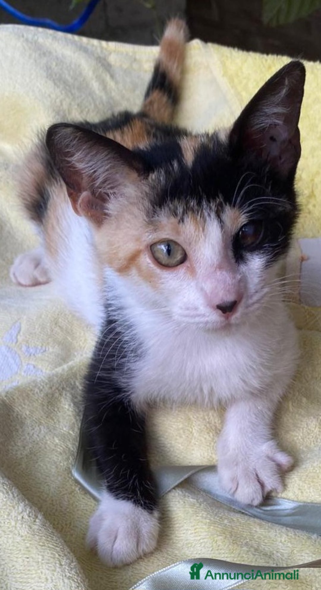 Meticcio gatti in regalo: Gattine cercano casa - Immagine 1