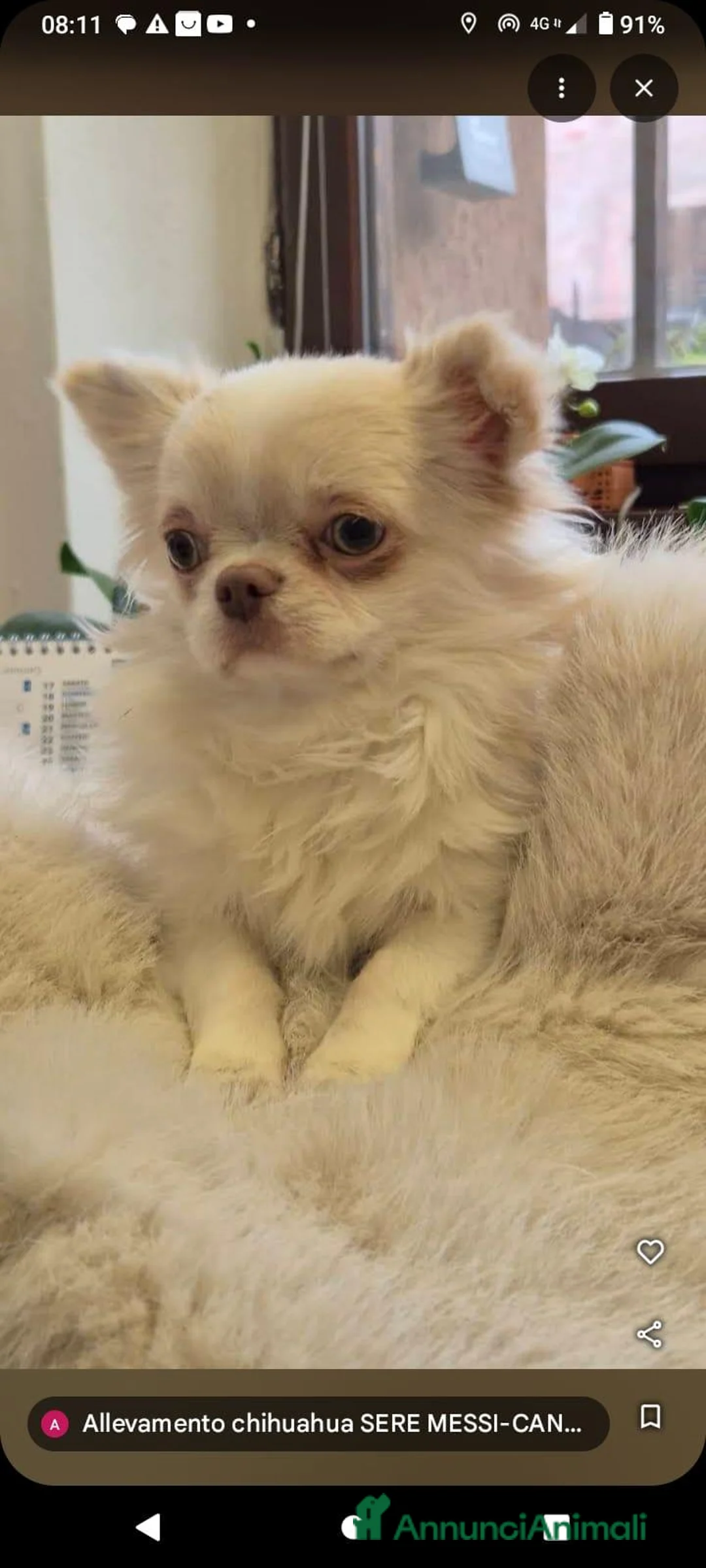 Chihuahua cani in vendita: Cuccioli chihuahua PELO LUNGO con pedigree  - Annuncio 9