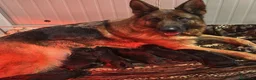Pastore Tedesco cani in vendita: Cucciolata di pastore tedesco di alta qualità  - Annuncio 4