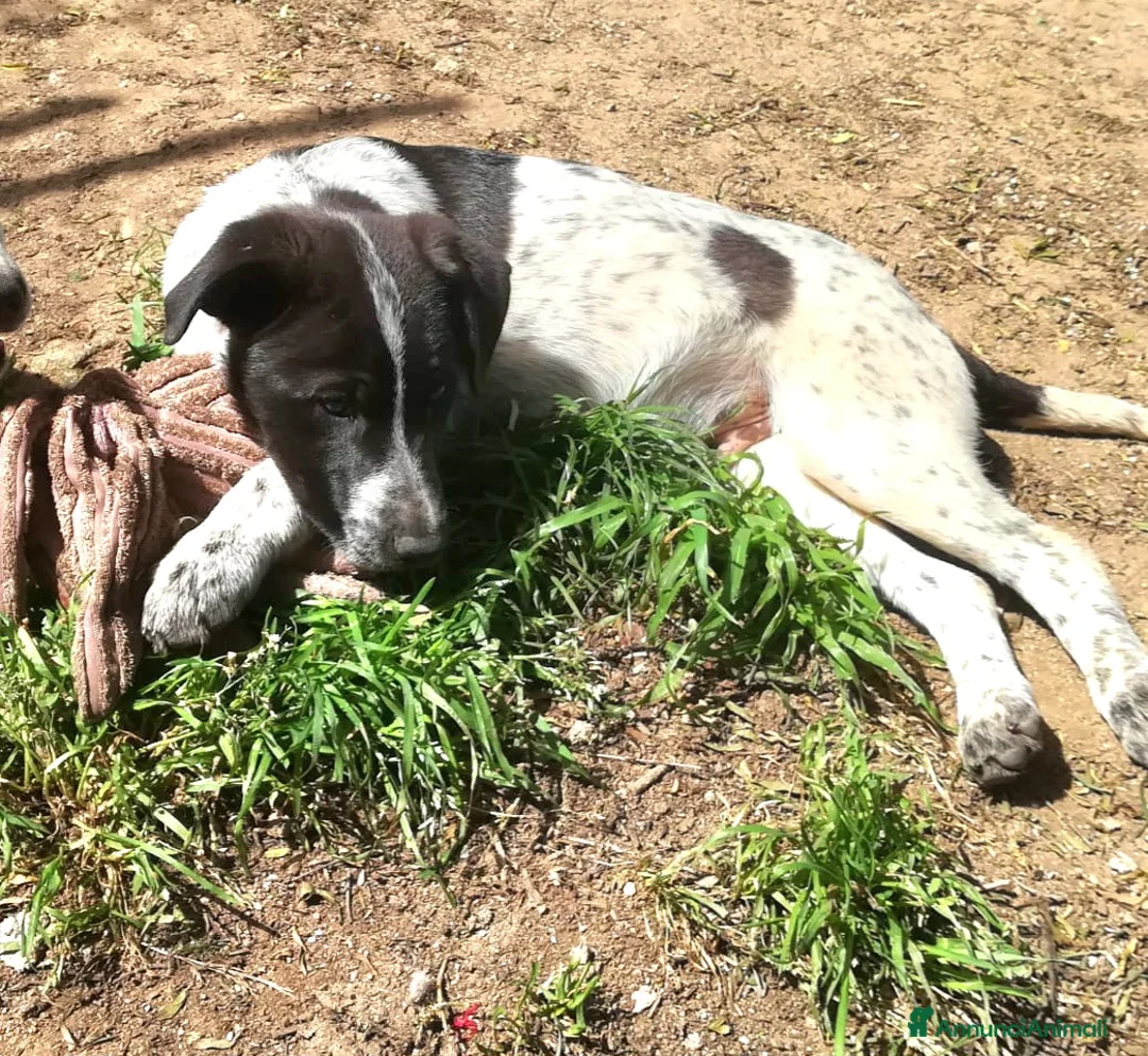 Meticcio cani in regalo: ZACK MIX SETTERINO  a Provincia di Varese - Annuncio 9