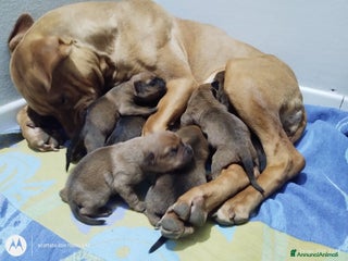 Altre razze cani CUCCIOLI - Annuncio 17