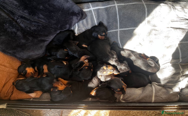 Segugio cani - Annuncio 1