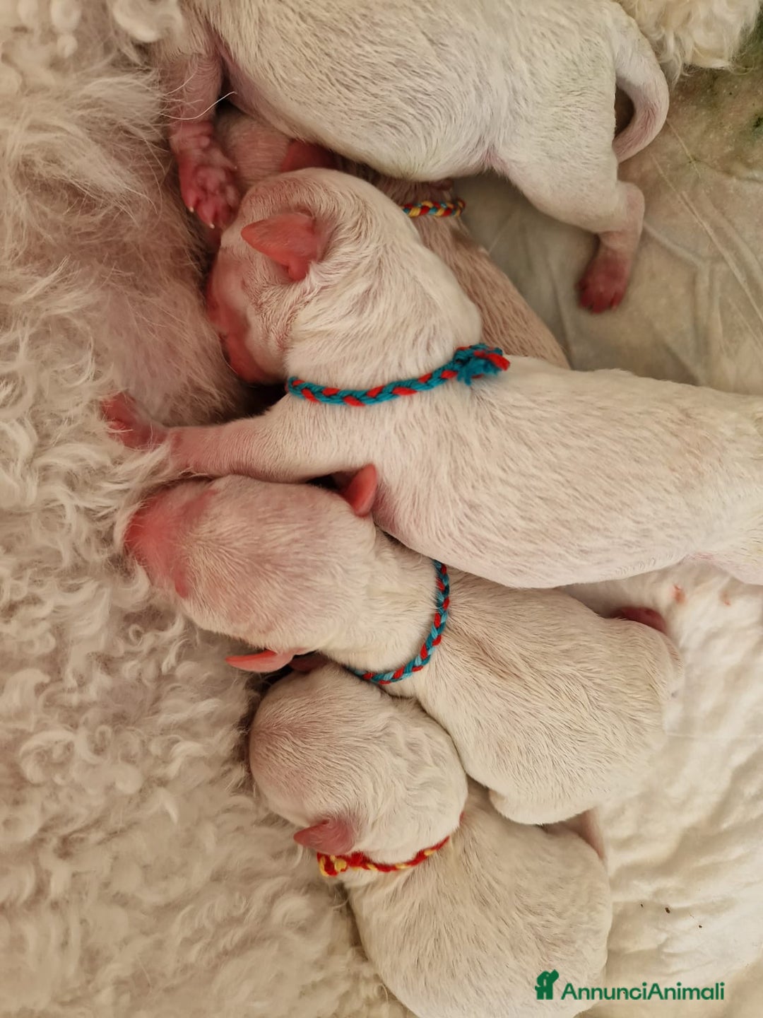 Bichon cani in vendita: Un Amore cresciuto con dedizione totale a Provincia del Sud Sardegna - Annuncio 5