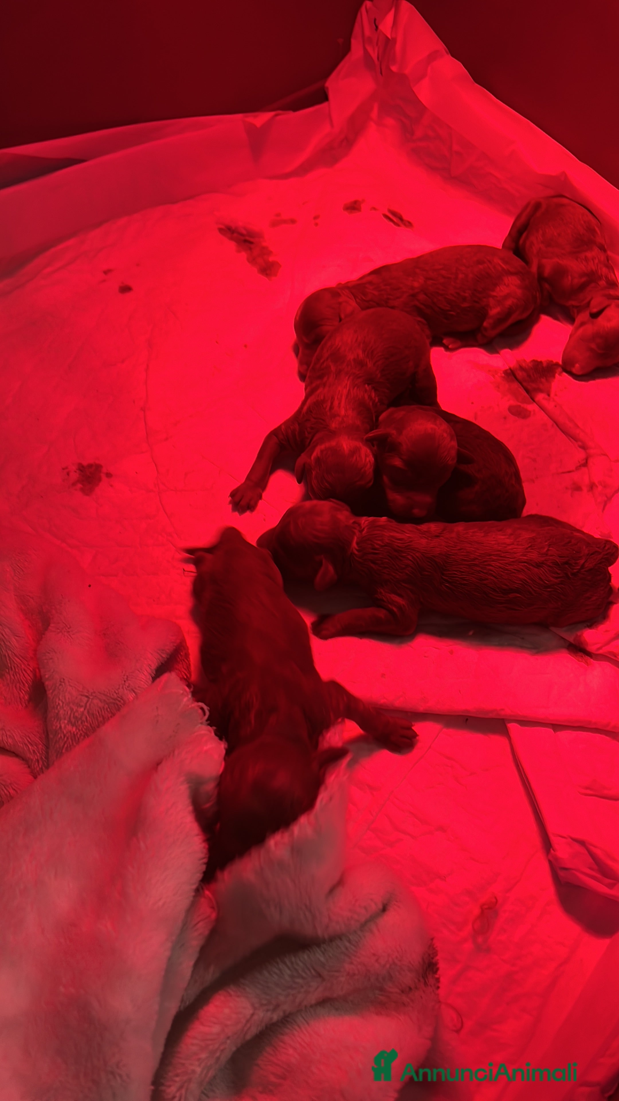 Barboncino Toy cani Barboncino Toy Red - Annuncio 4