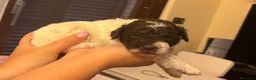Lagotto cani in vendita: Cuccioli Lagotto Romagnolo  a Provincia di Perugia - Annuncio 8
