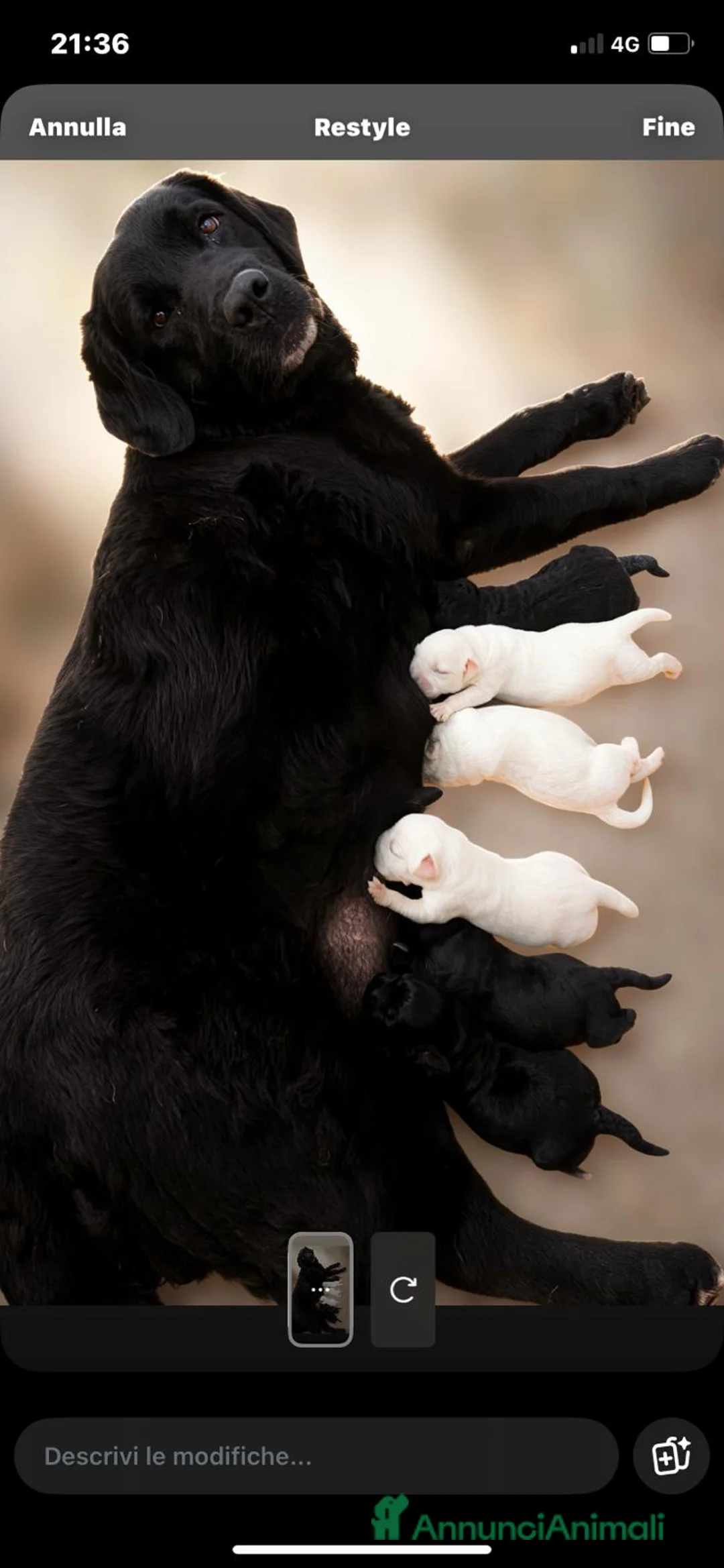 Labrador cani in vendita: Cuccioli Labrador Retriever a Provincia di Livorno - Annuncio 1