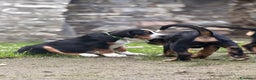 Grande Bovaro Svizzero cani in vendita: Disponibili cuccioli di grande bovaro svizzero - Annuncio 15