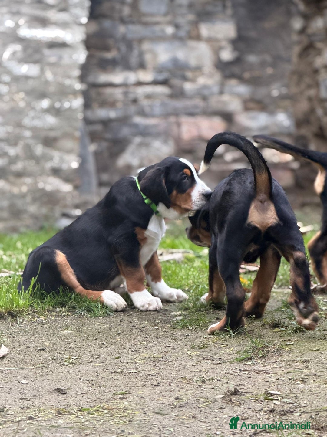 Grande Bovaro Svizzero cani in vendita: Disponibili cuccioli di grande bovaro svizzero - Annuncio 15