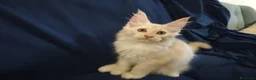 Maine Coon gatti in vendita: Gattini Maine Coon con pedigree AFSI - Annuncio 6