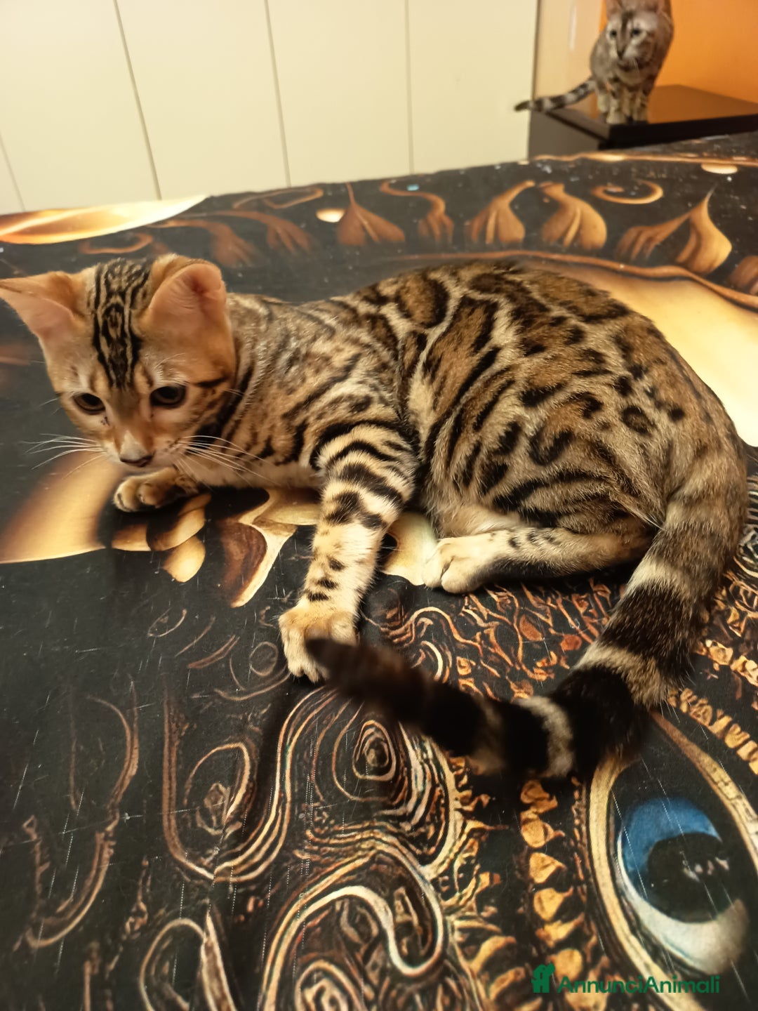 Bengala gatti in vendita: Bellissima feminuccia Bengala  - Annuncio 3