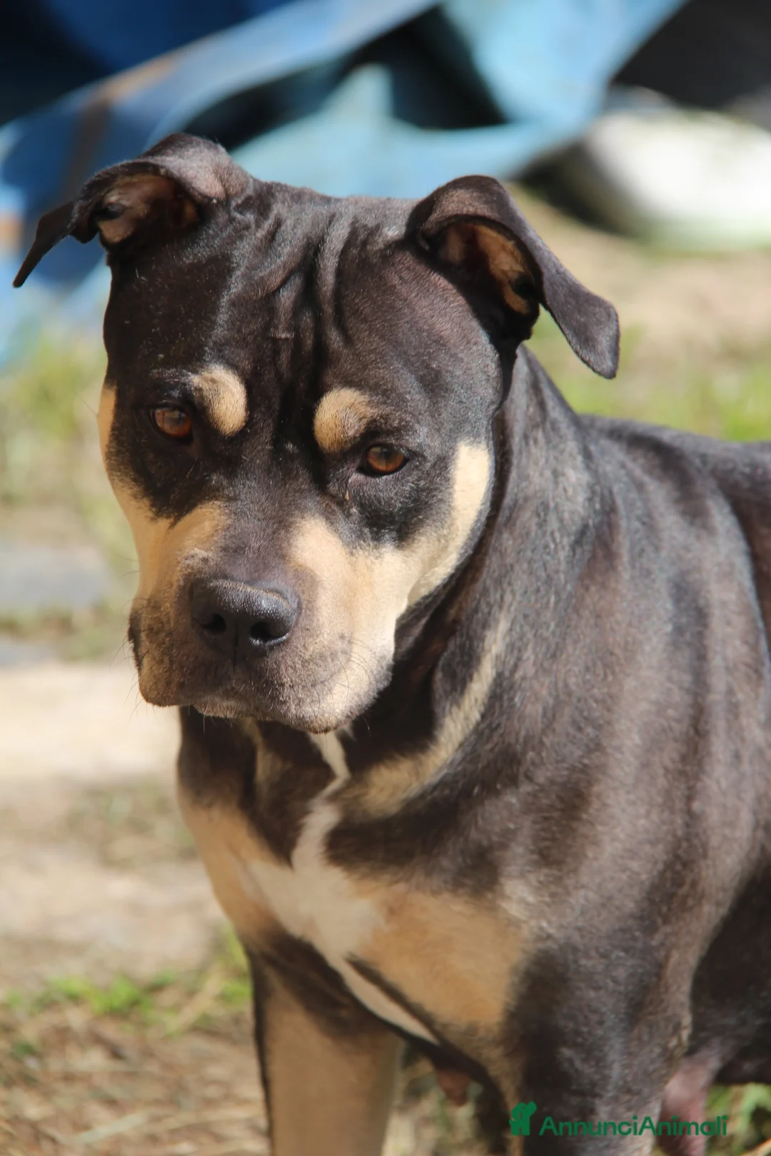 Pitbull cani in vendita: pitbull - Annuncio 2