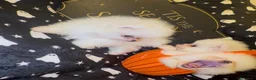 Volpino Pomerania cani in vendita: Splendida cuccioli di Pomerania bianchi - Annuncio 8