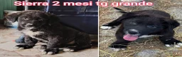Meticcio cani in regalo: ADOTTA UN CUCCIOLO! a Provincia di Reggio Emilia - Annuncio 9