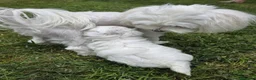 Maltese cani in vendita: Maltese  - Annuncio 15