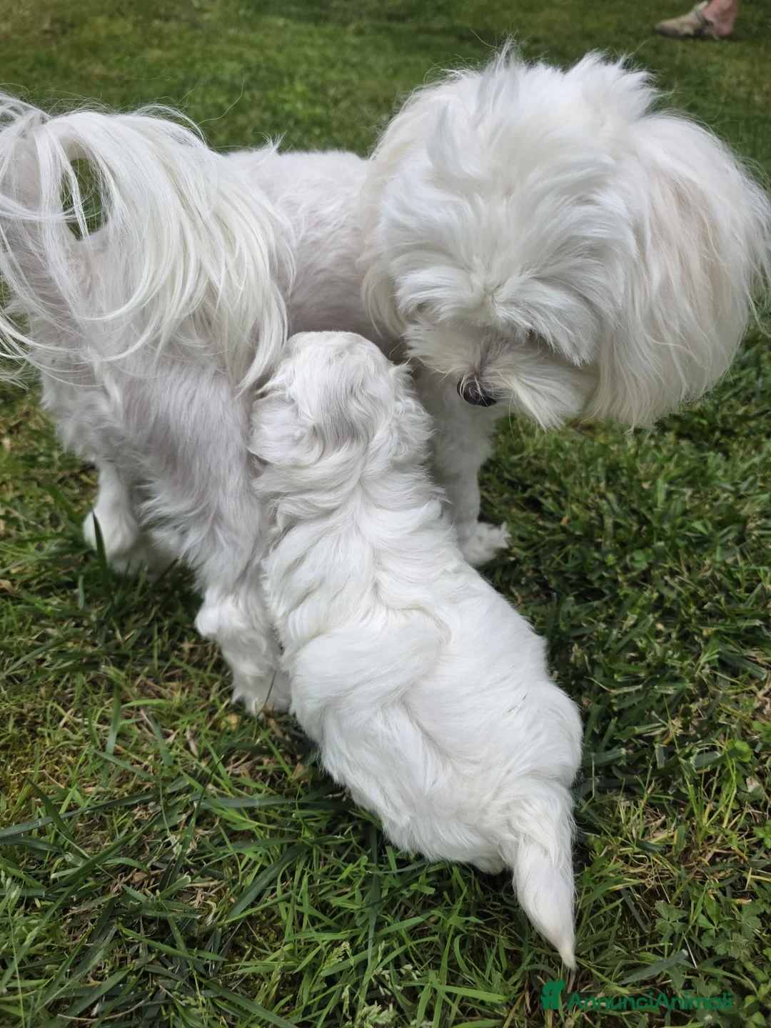 Maltese cani in vendita: Maltese  - Annuncio 15