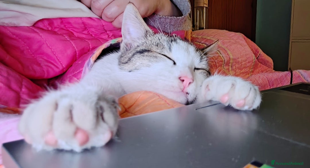 Europeo gatti in regalo: PICCOLO CECE  - Annuncio 2