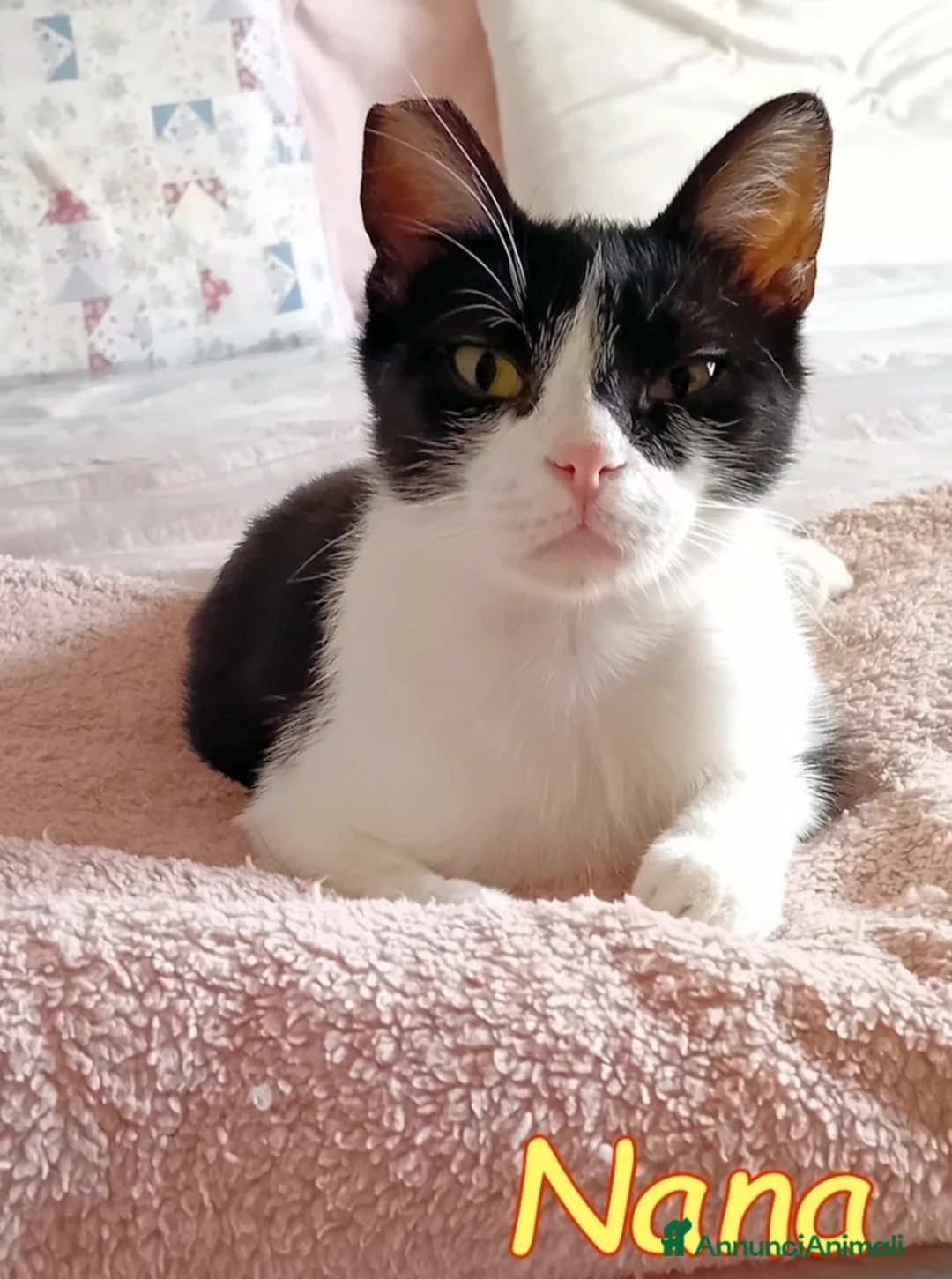 Europeo gatti in regalo: Micia 10mesi dolcissima aspetta 1adozione.ROMA a Città metropolitana di Milano - Annuncio 4