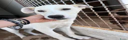 Meticcio cani in regalo: Cucciolo 3 mesi a Provincia di Varese - Annuncio 2