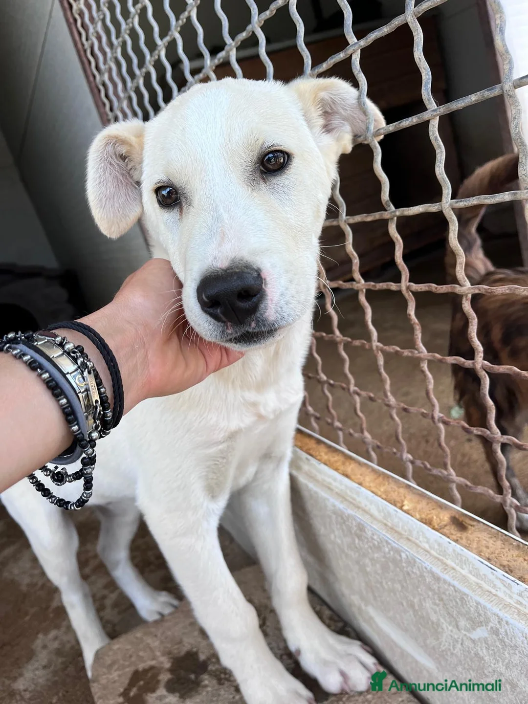 Meticcio cani in regalo: Cucciolo 3 mesi a Provincia di Varese - Annuncio 2