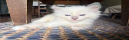 Ragdoll gatti in vendita: Cucciolo ragdoll blue mitted Bleach - Annuncio 6