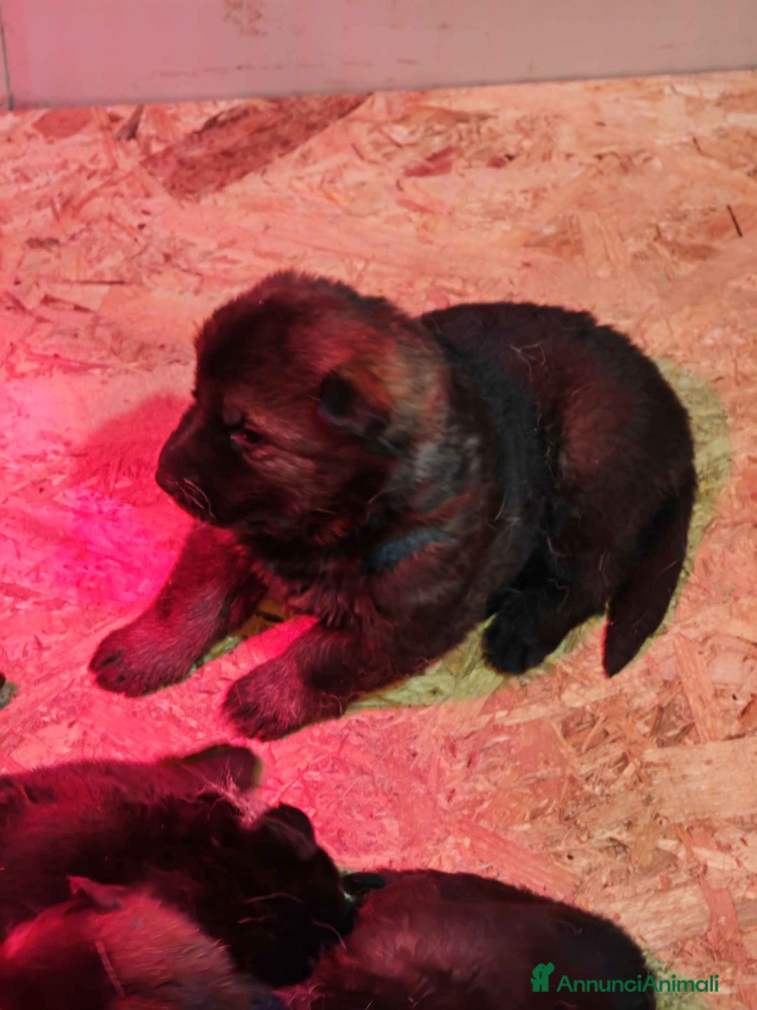 Pastore Tedesco cani in vendita: Cuccioli Pastore Tedesco linea da lavoro grigioni  - Annuncio 2