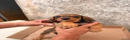 Segugio dell'Appennino cani in vendita: Vendo cuccioli di Segugio dell’Appenino puri - Annuncio 5