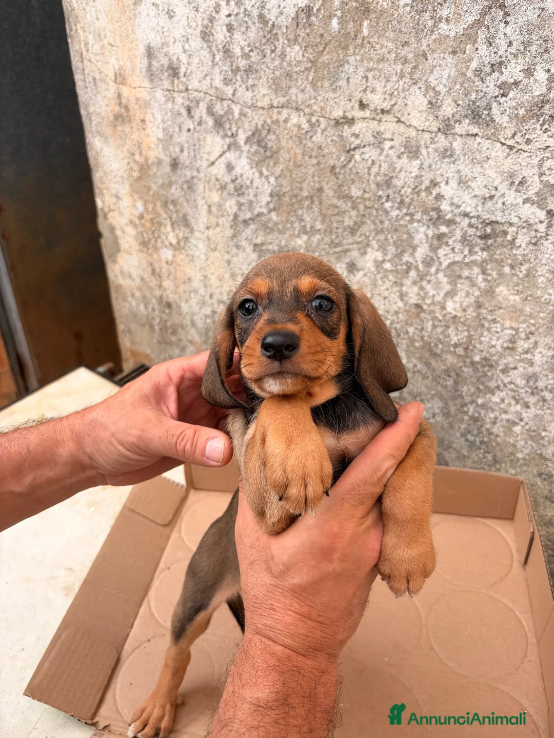 Segugio dell'Appennino cani in vendita: Vendo cuccioli di Segugio dell’Appenino puri - Annuncio 5