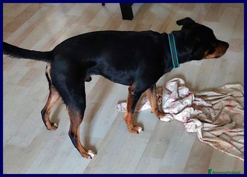 Meticcio cani KIMBO dolce piccoletto sempre solo - Annuncio 2