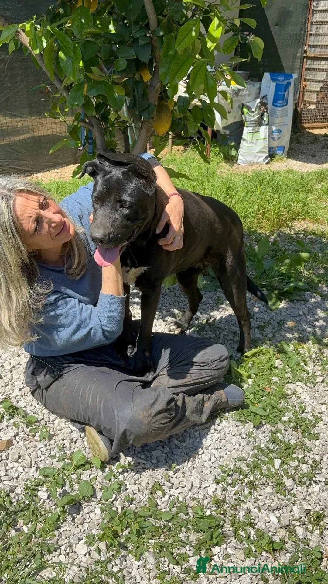 Meticcio cani in regalo: Olimpia, 2 anni, bella e buona  - Annuncio 4