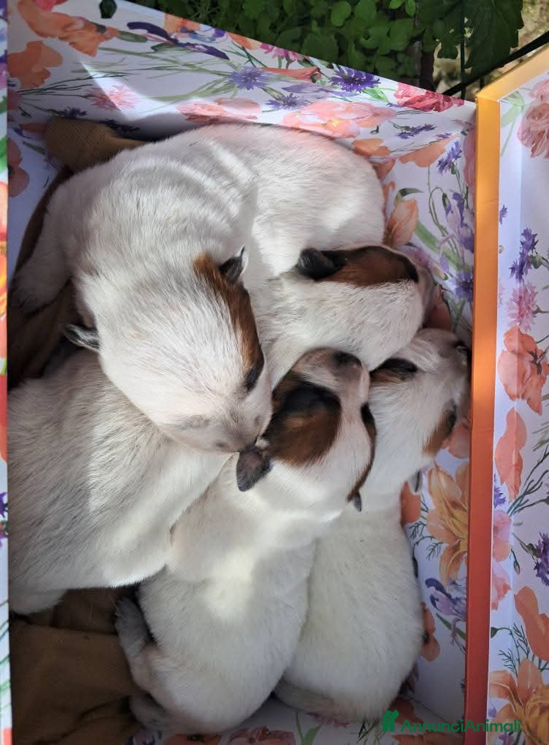 Australian Cattledog cani in vendita: cuccioli di Australian cattledog - Annuncio 3