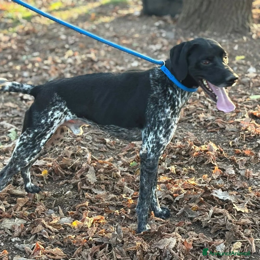 Altre razze cani in regalo: Mowgli bracco pointer cerca casa in adozione - Annuncio 3