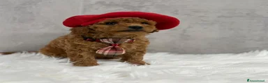 Barboncino Toy Cucciolo 1