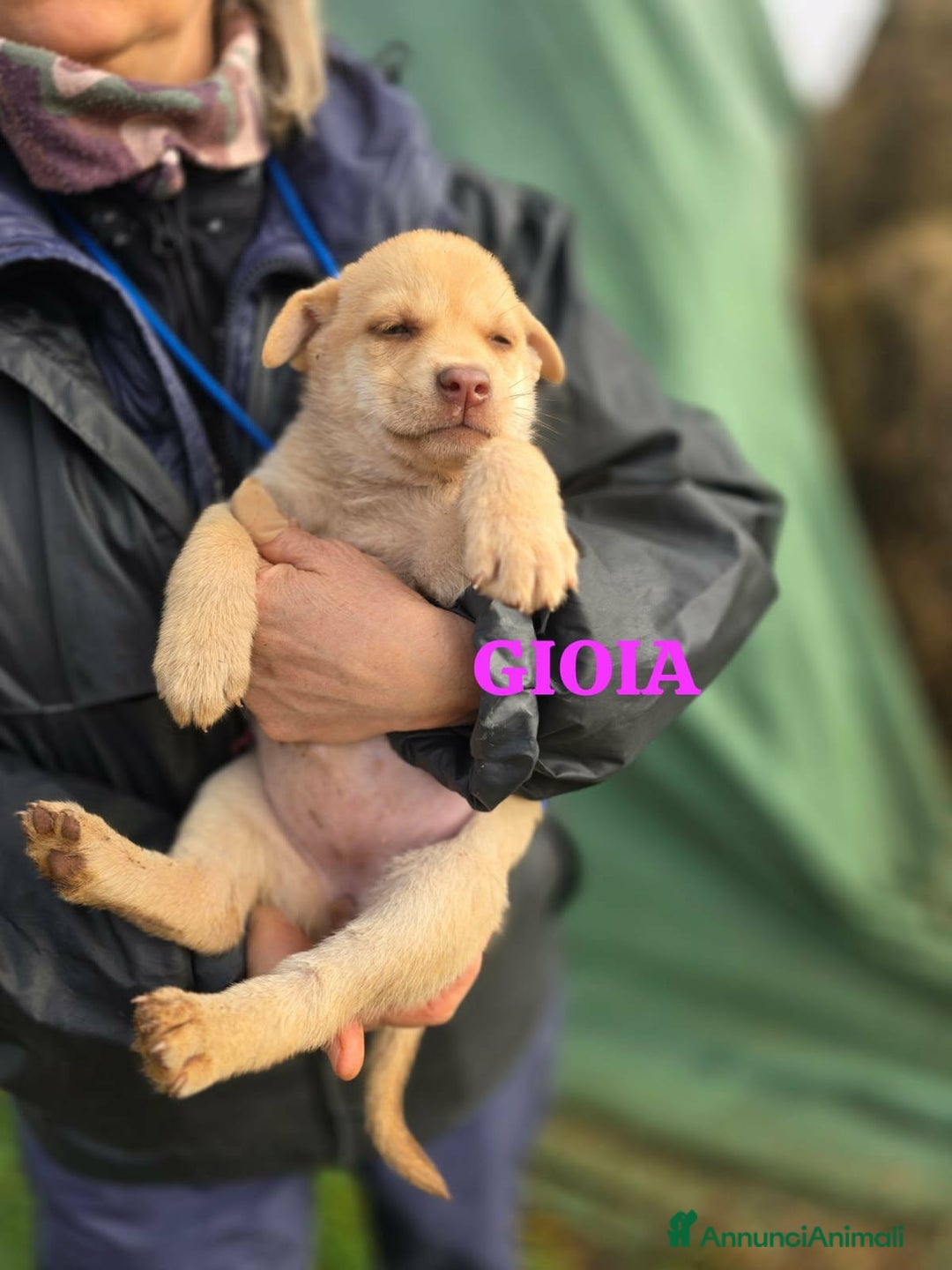 Meticcio cani in regalo: Gioia stupenda cucciola in attesa di una famiglia - Annuncio 1