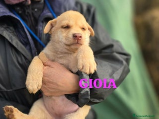 Meticcio cani Gioia stupenda cucciola in attesa di una famiglia - Annuncio 9