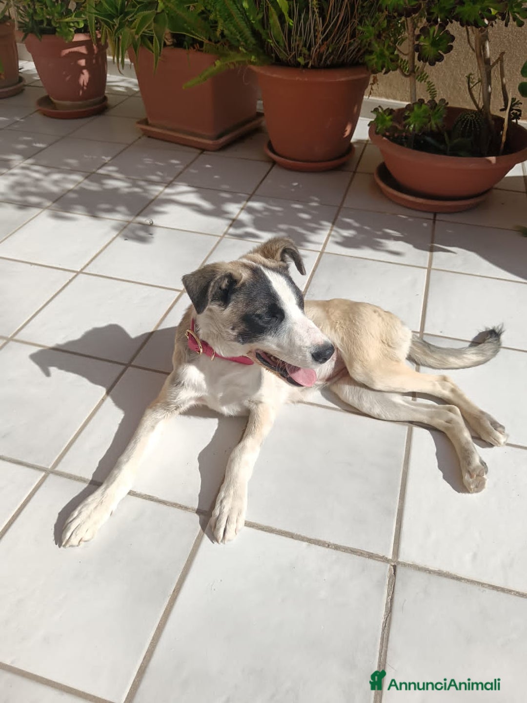 Altre razze cani in regalo: sofia e maya - Annuncio 2