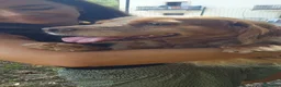 Breton cani in regalo: Anais la dolcezza fatta cane  - Annuncio 5