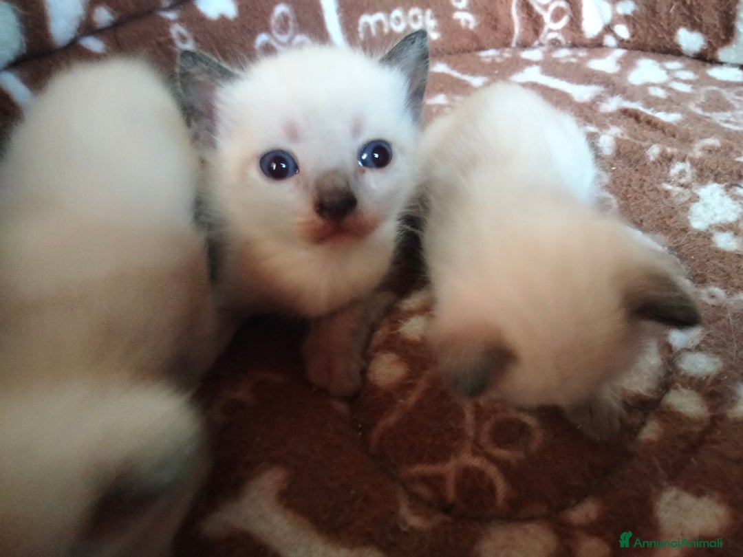 Siamese gatti in vendita: Siamese a Provincia di Cosenza - Immagine 3