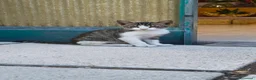 Meticcio gatti in regalo: Gattino maschio giocherellone in affido a Pescara  - Annuncio 2