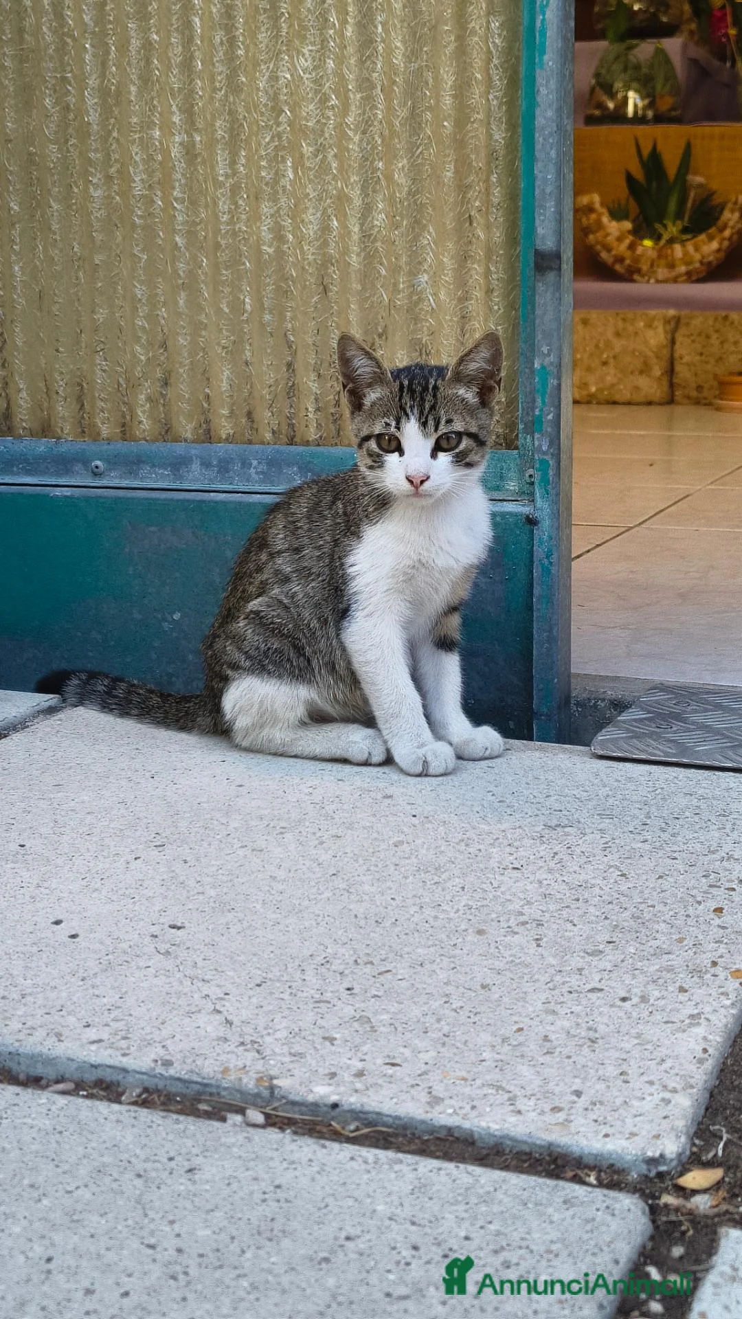 Meticcio gatti in regalo: Gattino maschio giocherellone in affido a Pescara  - Annuncio 2