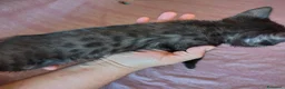 Bengala gatti in vendita: Gattini bengala dolcissimi - Annuncio 17