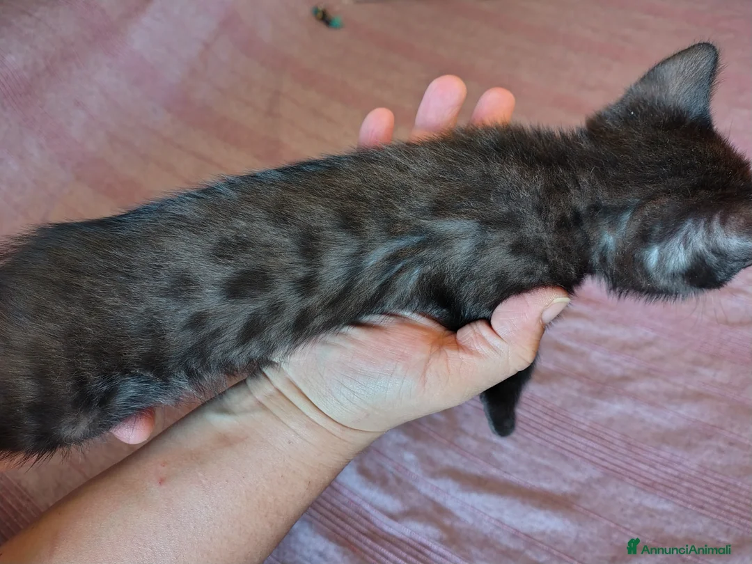 Bengala gatti in vendita: Gattini bengala dolcissimi - Annuncio 17