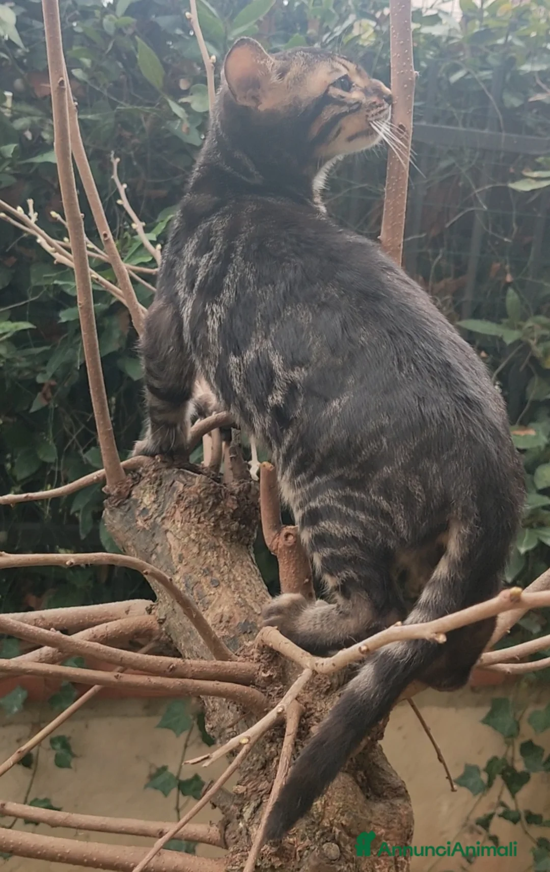 Bengala gatti in vendita: Gatto Bengala maschio  - Annuncio 2