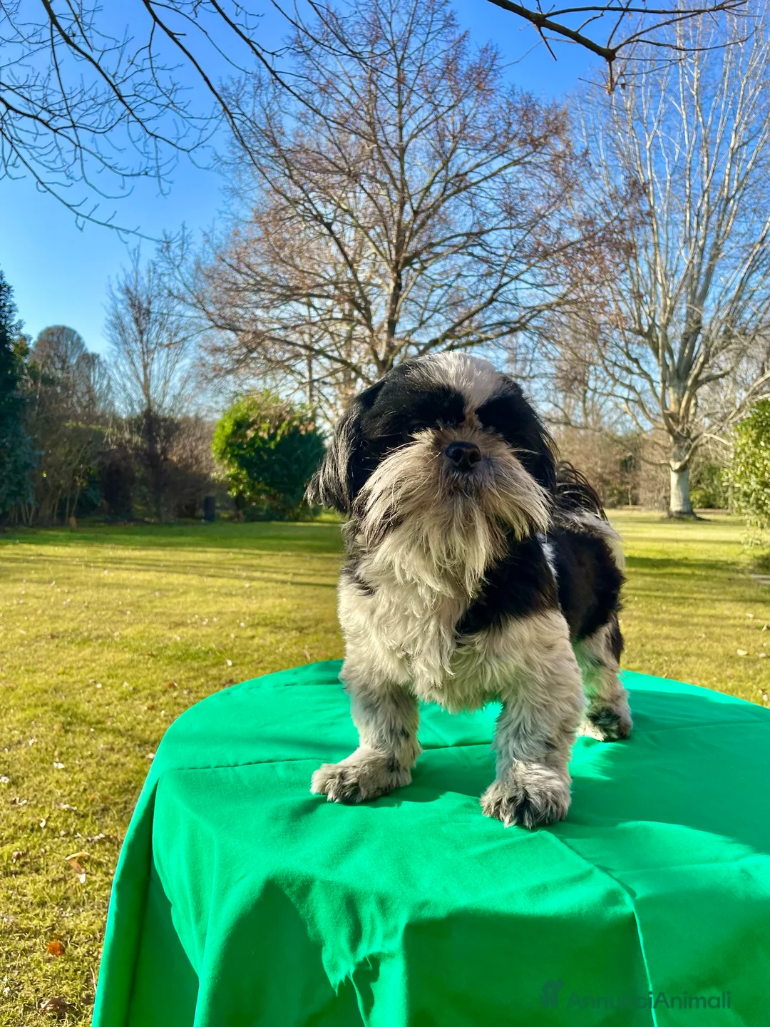 Shih Tzu cani in regalo: ShihTzu cucciolone - con rimborso spese a Città Metropolitana di Bologna - Annuncio 2
