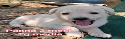 Meticcio cani in regalo: CUCCIOLI IN CERCA D'AMORE  a Provincia di Prato - Annuncio 10