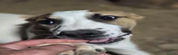 Meticcio cani in regalo: Giada e Gioia 6/7mesiNESSUNA RICHIESTA.SICILIA SOS - Annuncio 4