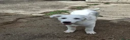Meticcio cani in regalo: PROVOLA 🩷 È ANCORA LI', E ASPETTA... a Provincia di Macerata - Annuncio 6